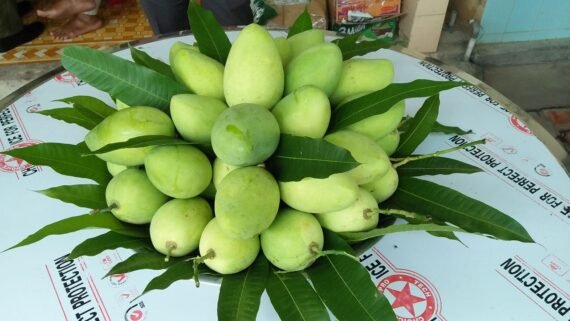 Gopal Dhoka Mango Grafted Live Plant