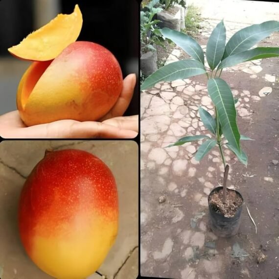 Gulab Khas Mango Organic Fruit Plant