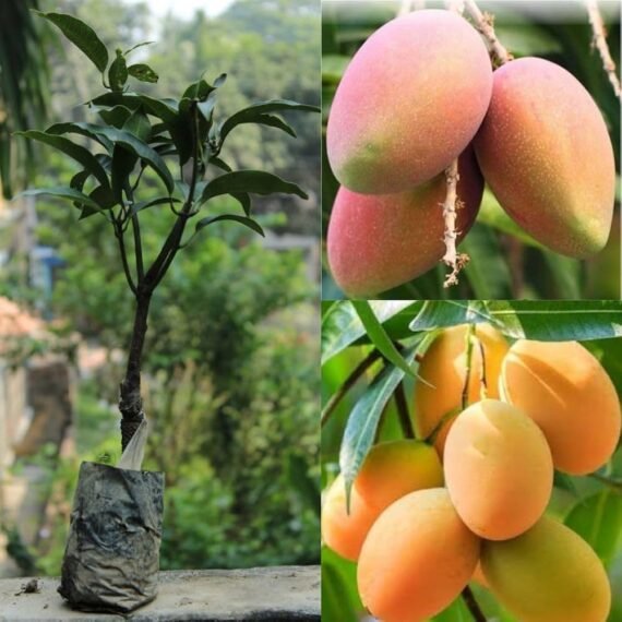 Himsagar Mango Grafted Organic Fruit Plant