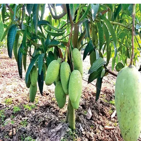 Thai Catimon Katimon All Time Sweet Fruit Mango Aam Grafted Fruit Live Plant