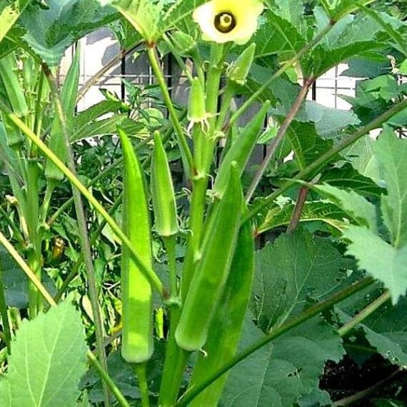 Bhindi, Okra F1 Sujata - Vegetable Seeds