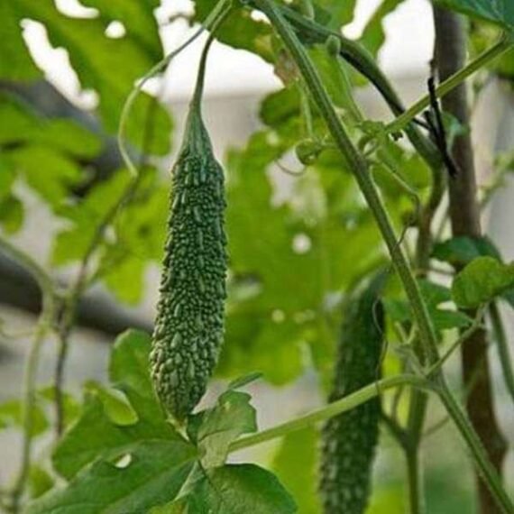 Bitter Gourd F1 Jhalri - Vegetable Seeds