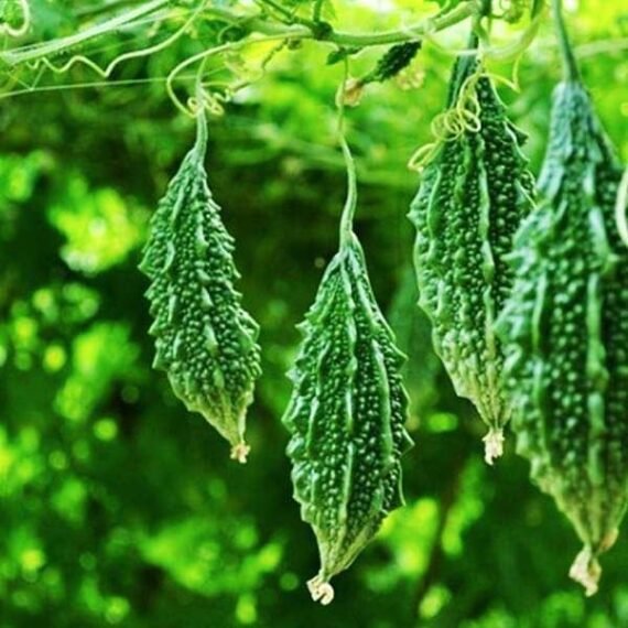 Bitter Gourd F1 Spartan - Vegetable Seeds