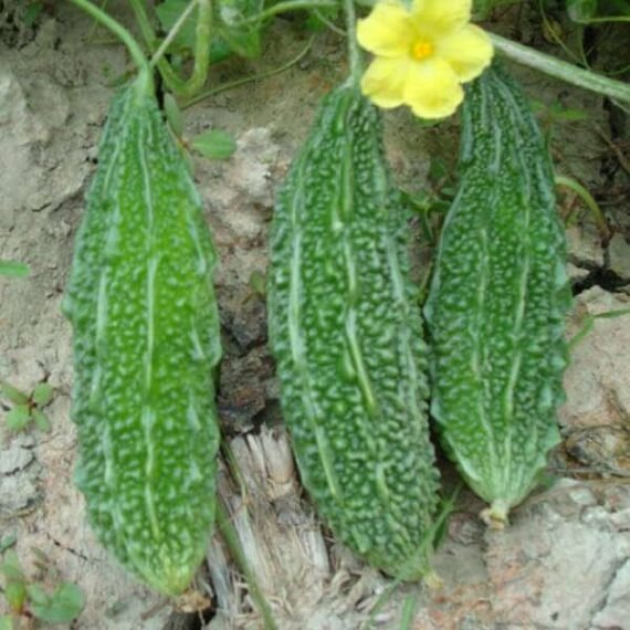 Bitter Gourd Chaman - Desi Vegetable Seeds