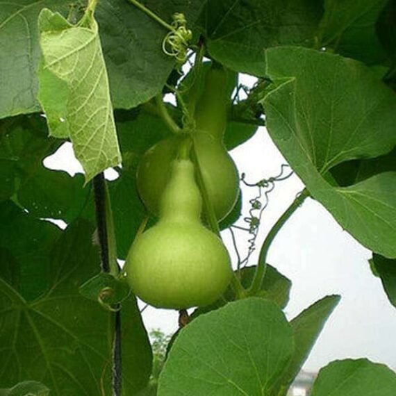 Bottle Gourd F1 Type Latu - Vegetable Seeds