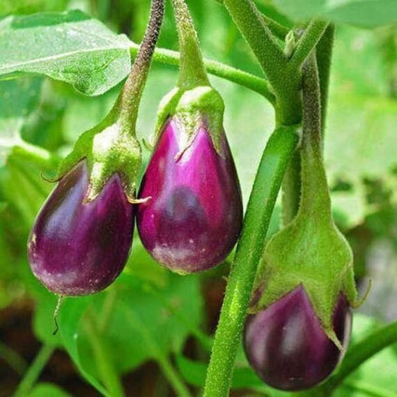 Brinjal F1 Hybrid Chu-Chu - Vegetable Seeds