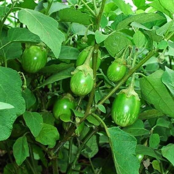 Brinjal F1 Hybrid Green OS 995 - Vegetable Seeds