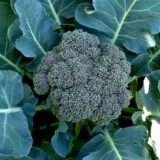 Broccoli Green - Desi Vegetable Seeds