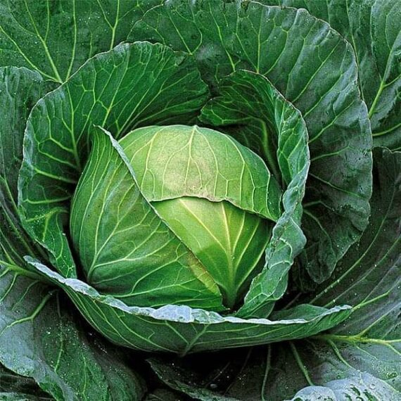 Cabbage F1 Deep Shikha 60 - Vegetable Seeds