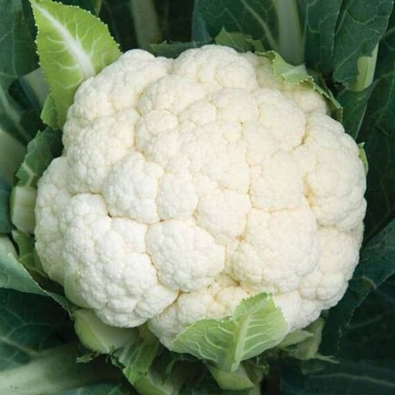 Cauliflower F1 Hybrid - Vegetable Seeds