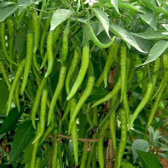 Chilli F1 Crypton - 10 - Vegetable Seeds