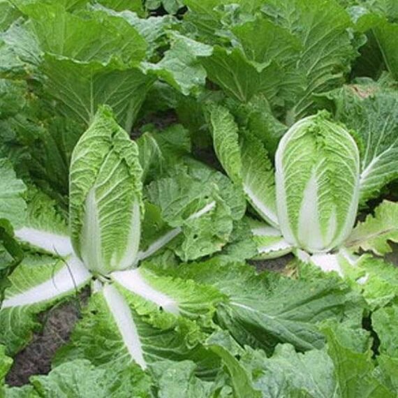 Chinese Cabbage Green - Desi Vegetable Seeds