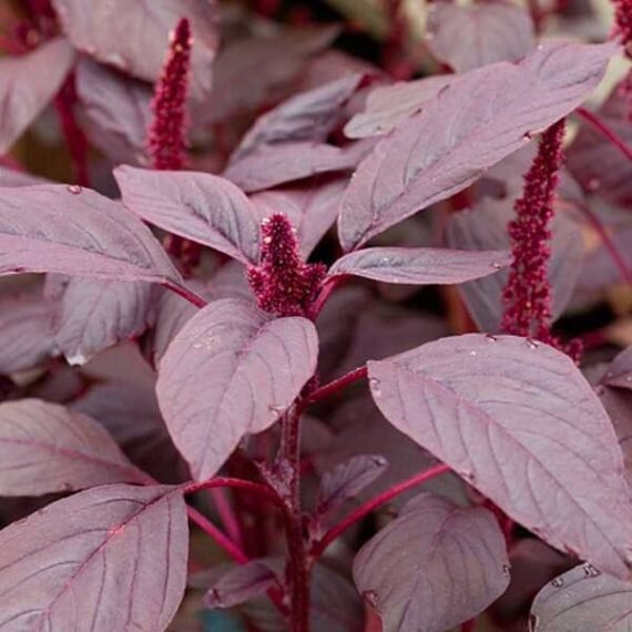 Choulai Red Edible, Amaranthus Red Edible - Desi Vegetable Seeds