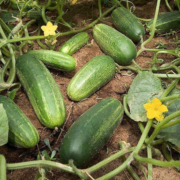 Cucumber F1 Samber Selection - Vegetable Seeds