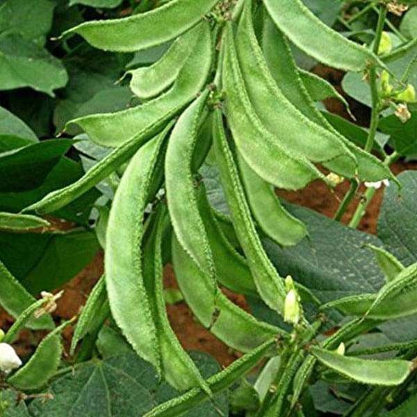 Dolichos Improved SM - 10, Sem Phali, Lima Beans - Vegetable Seeds