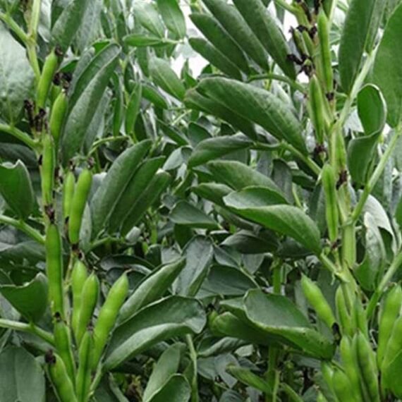 Fava Beans Selection Bakla - Vegetable Seeds