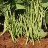 France Beans Selection 9 - Desi Vegetable Seeds