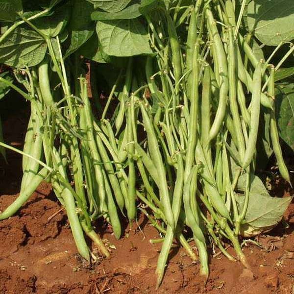 France Beans Selection 9 - Desi Vegetable Seeds