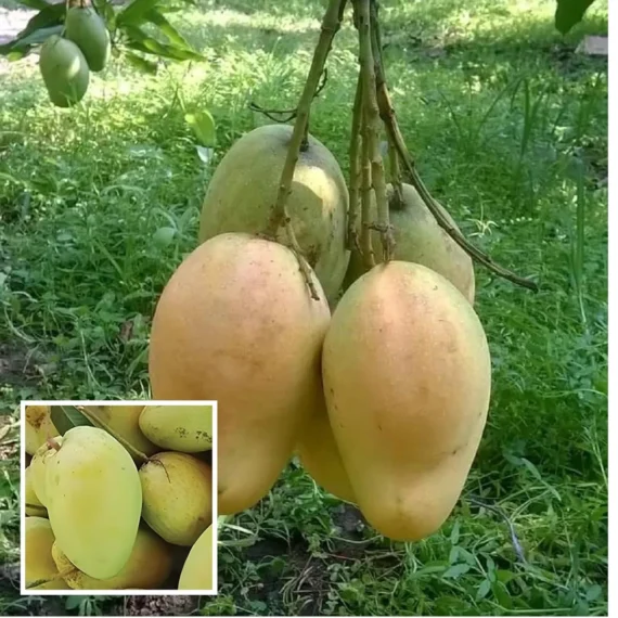 Bangladesh Bari 11 All Time Mango Aam Grafted Fruit Live Plant