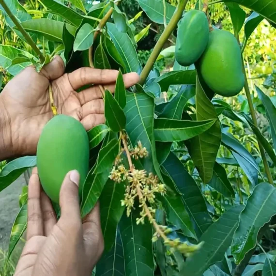 Bangladesh Bari 11 All Time Mango Aam Grafted Fruit Live Plant