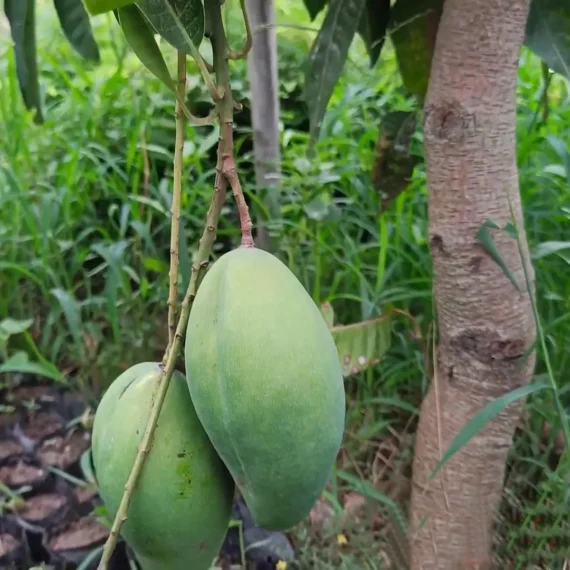 Bangladesh Bari 11 All Time Mango Aam Grafted Fruit Live Plant