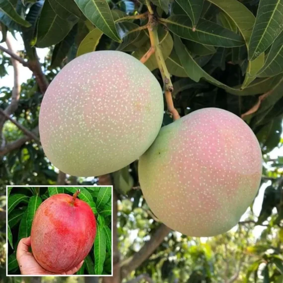 R2E2 Mango Aam Grafted Fruit Live Plant