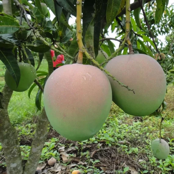 R2E2 Mango Aam Grafted Fruit Live Plant