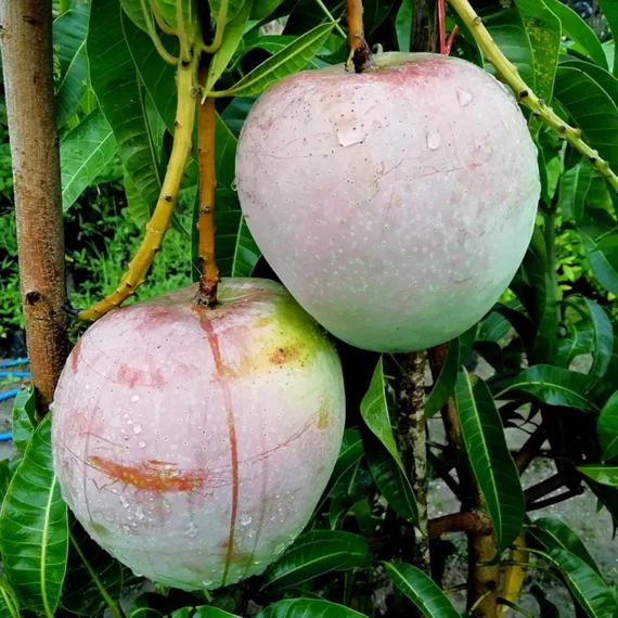 R2E2 Mango Aam Grafted Fruit Live Plant