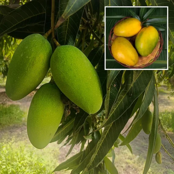 Imam Pasand Himayat Humayun Pasand Mango Aam Grafted Fruit Live Plant