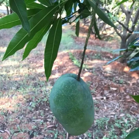 Imam Pasand Himayat Humayun Pasand Mango Aam Grafted Fruit Live Plant