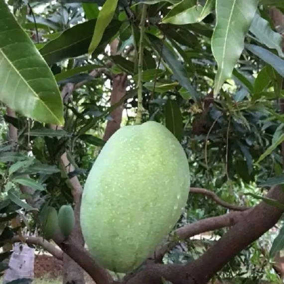 Imam Pasand Himayat Humayun Pasand Mango Aam Grafted Fruit Live Plant