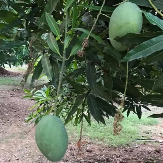 Imam Pasand Himayat Humayun Pasand Mango Aam Grafted Fruit Live Plant