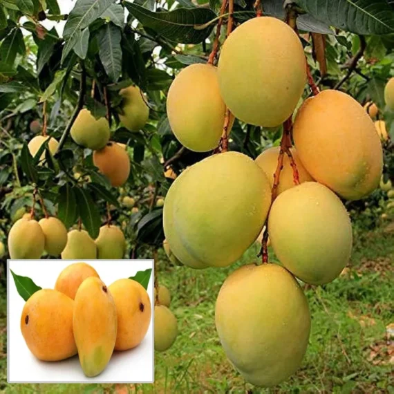 Alphonso Hapus Ratnagiri Mango Aam Grafted Fruit Live Plant