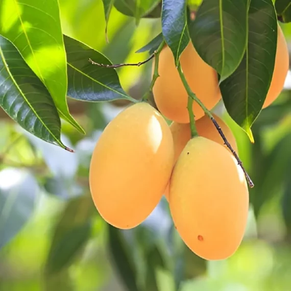 Alphonso Hapus Ratnagiri Mango Aam Grafted Fruit Live Plant