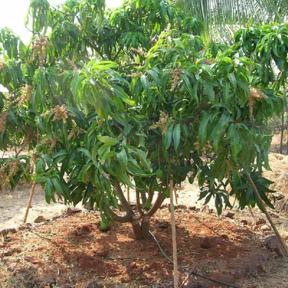 Alphonso Hapus Ratnagiri Mango Aam Grafted Fruit Live Plant