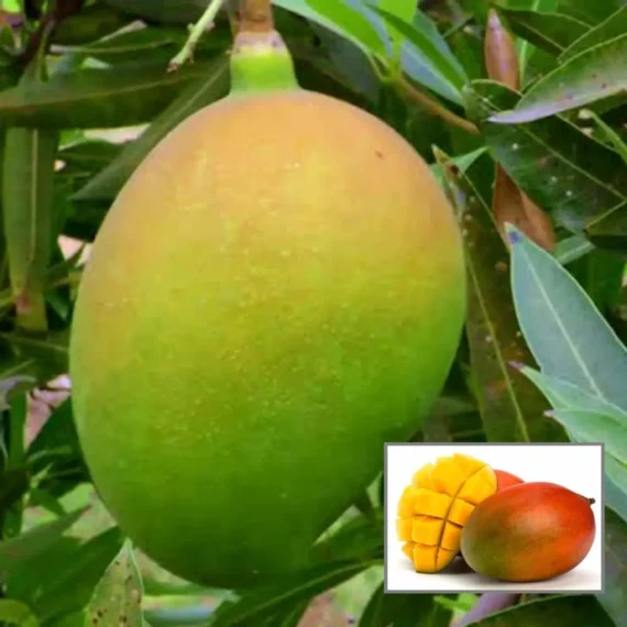 Suvarnarekha Mango Organic Fruit Plant