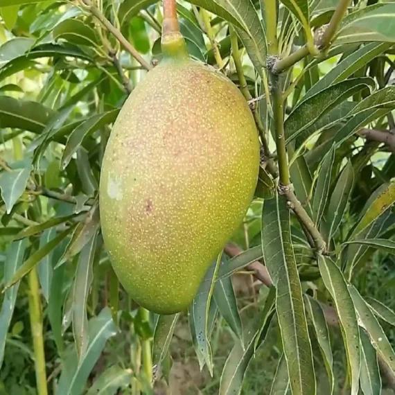 Suvarnarekha Mango Organic Fruit Plant