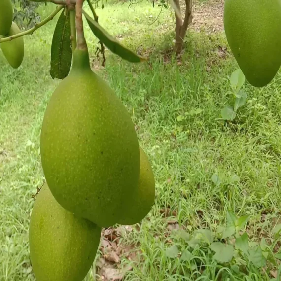 Suvarnarekha Mango Organic Fruit Plant