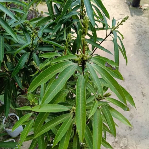 Suvarnarekha Mango Organic Fruit Plant