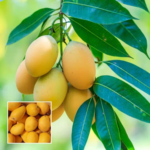 Chinna Rasam Rasalu Mango Aam Grafted Fruit Live Plant