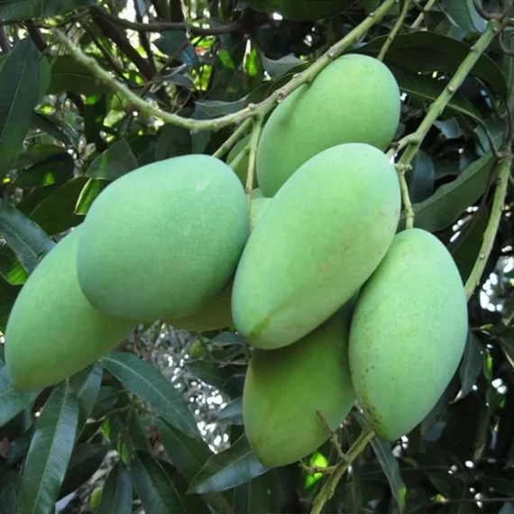 Amrapali Mango Aam Grafted Fruit Live Plant