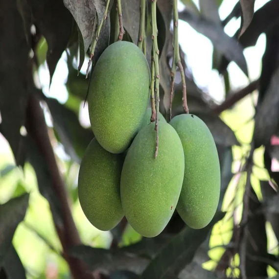 Amrapali Mango Aam Grafted Fruit Live Plant