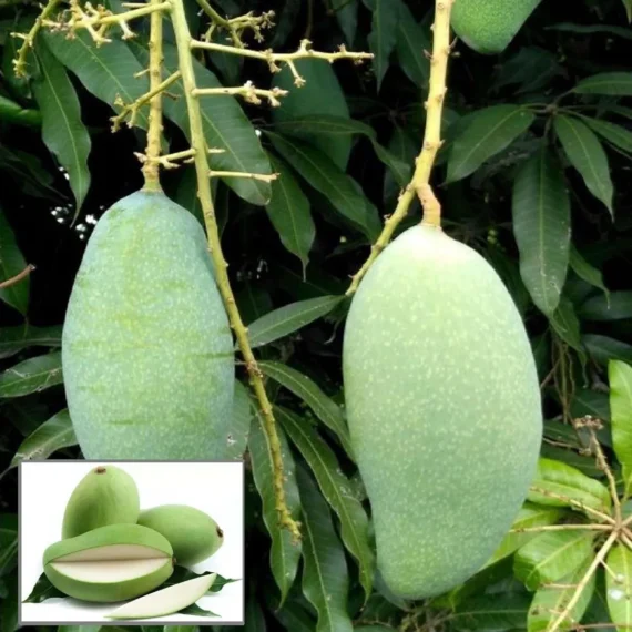 Sweet Kaccha Mitha Mango Aam Grafted Fruit Live Plant