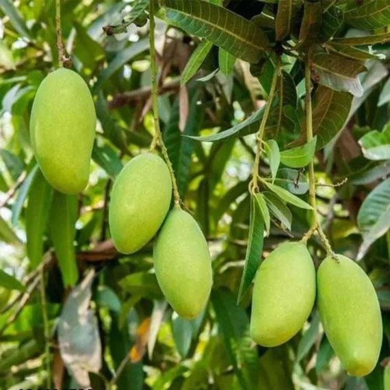 Sweet Kaccha Mitha Mango Aam Grafted Fruit Live Plant