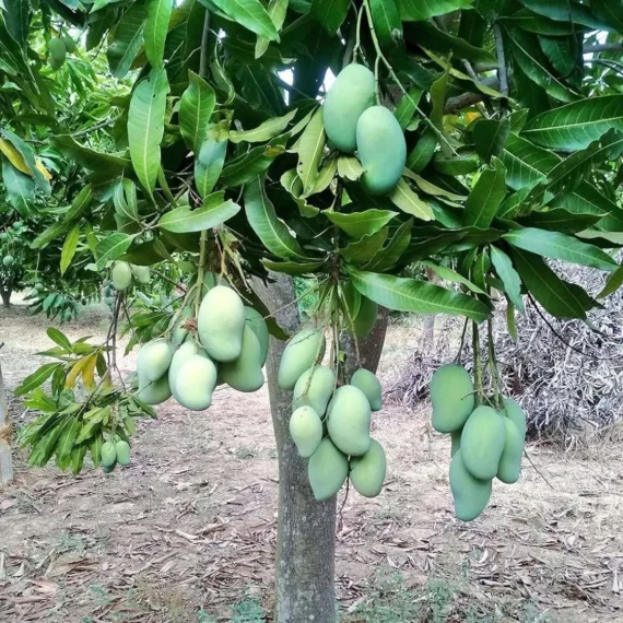 Sweet Kaccha Mitha Mango Aam Grafted Fruit Live Plant