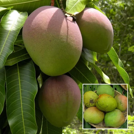 Bombay Shehroli Mango Aam Grafted Fruit Live Plant