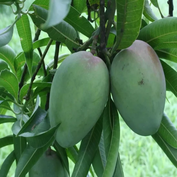 Bombay Shehroli Mango Aam Grafted Fruit Live Plant