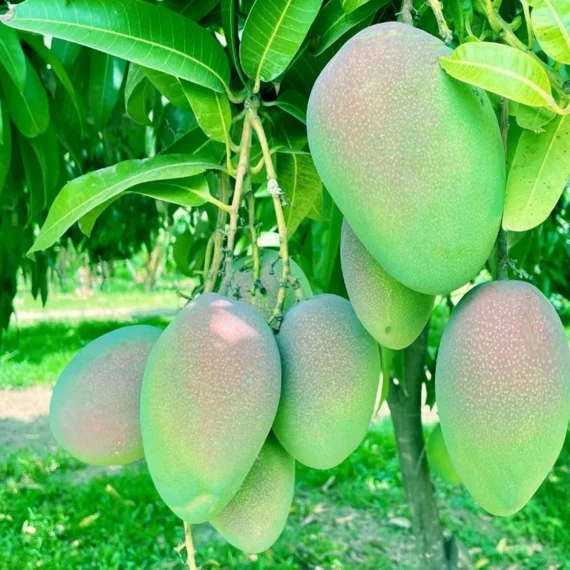 Bombay Shehroli Mango Aam Grafted Fruit Live Plant