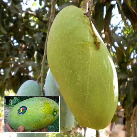 Malda Fazli Mango Aam Grafted Fruit Live Plant