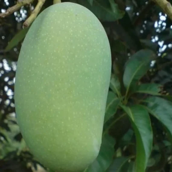 Malda Fazli Mango Aam Grafted Fruit Live Plant